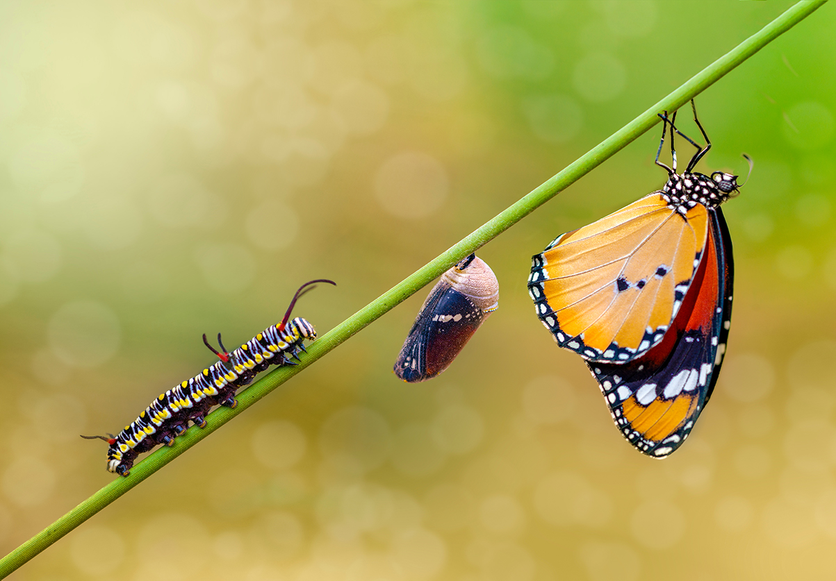 Stem with a caterpillar, cocoon and butterfly on it