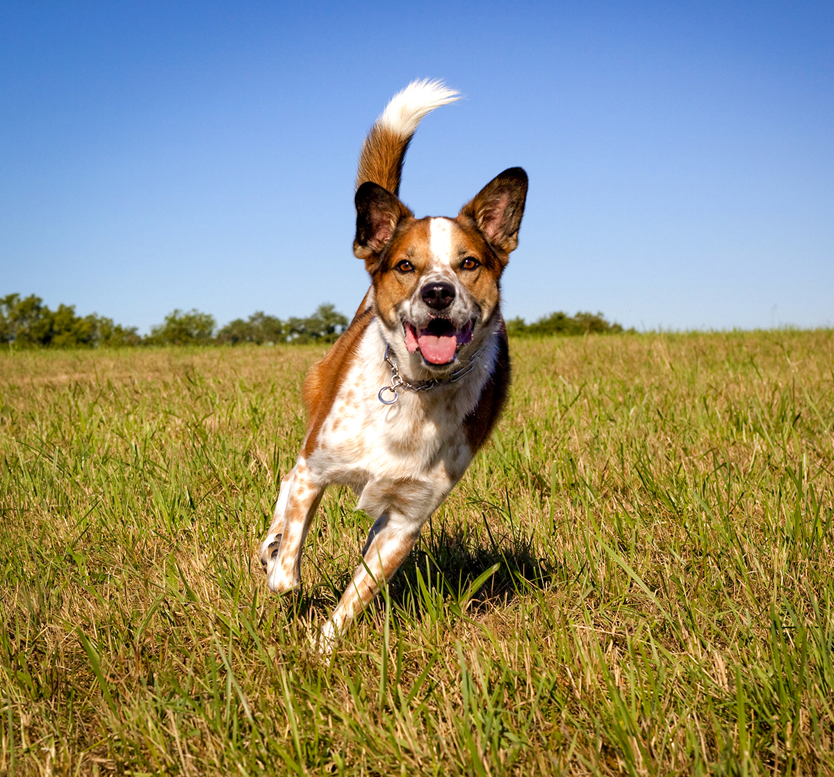dog running towards you with tail wagging