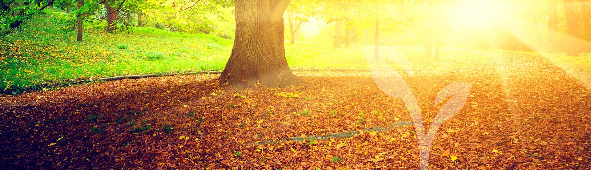 A tree trunk surrounded by dry leaves backlit by the sun