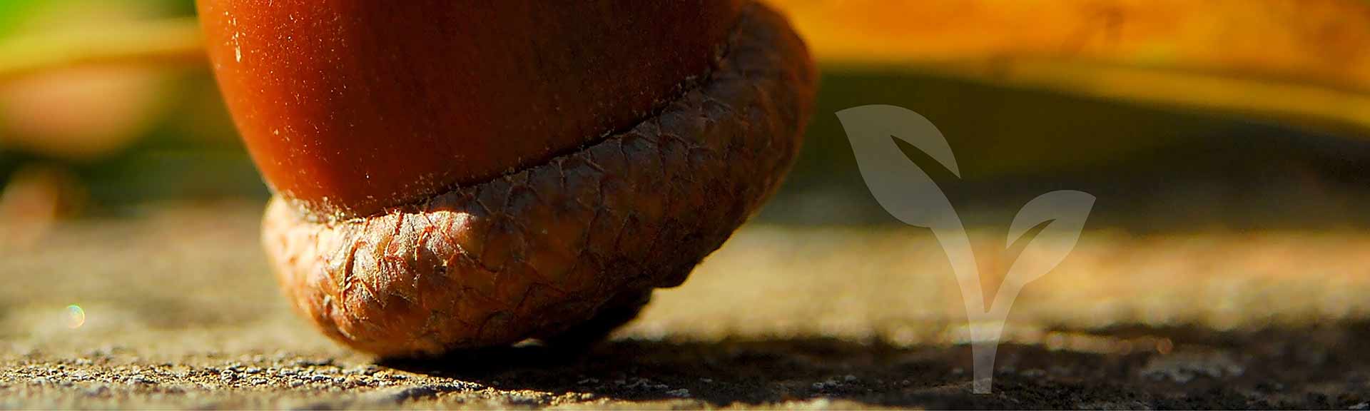Close up of an acorn cap down
