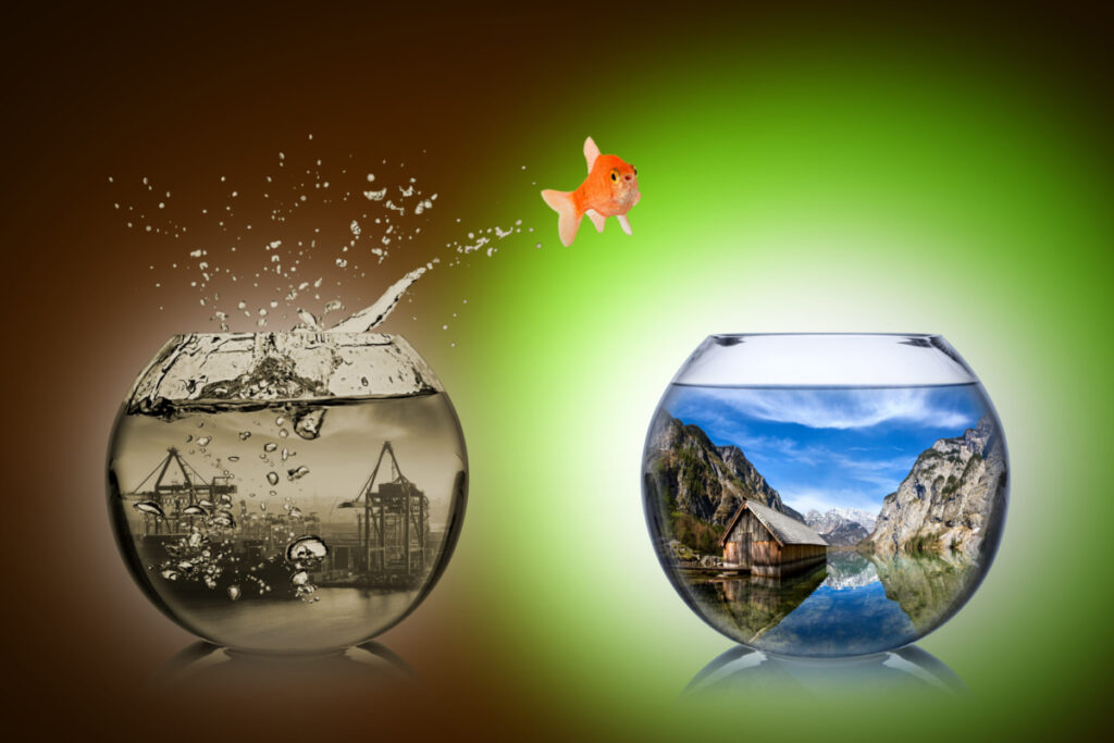 fish jumping from dark tank to a brighter one
