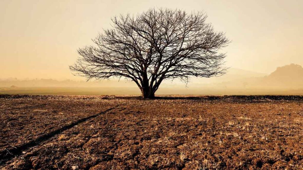 tree with no leaves