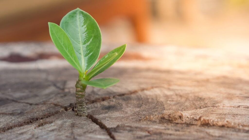 plant emerging from dry earth