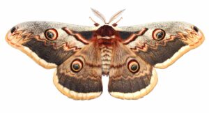 The Great Emperor Moth