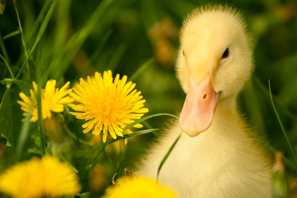 Baby duck in field of daffodils
