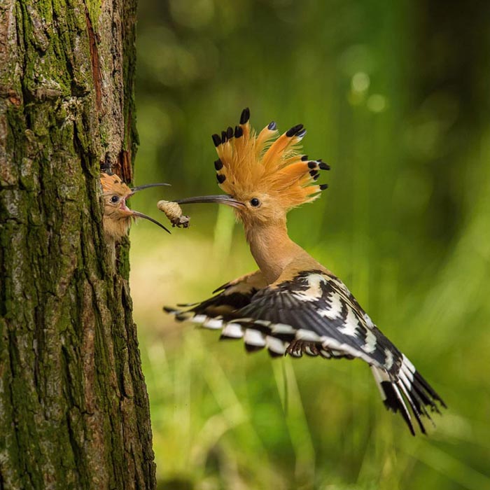 Bird feeding a chick