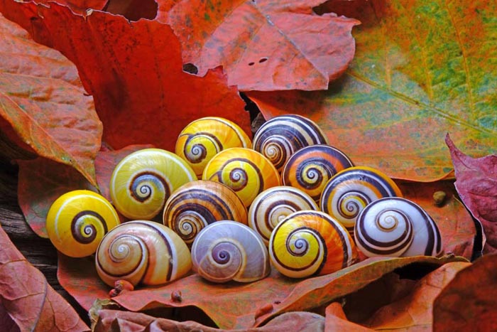 a collection of small colorful snails
