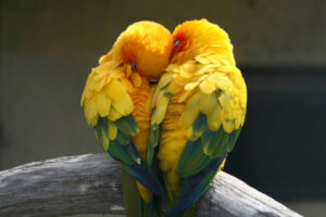 Two parakeets snuggling