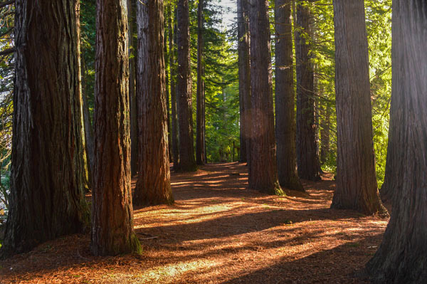 Forest