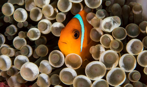 Clown fish peeking out of coral