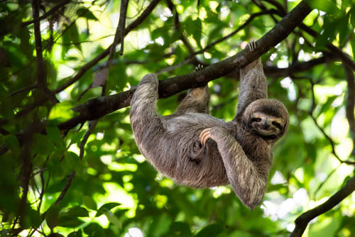 Sloth hanging on a tree limb